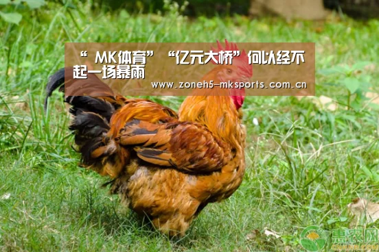 “ MK体育”“亿元大桥”何以经不起一场暴雨(图2) MK体育App官网入口