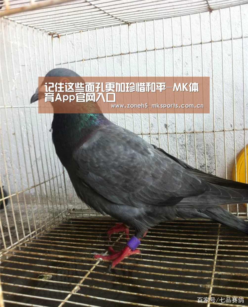 记住这些面孔更加珍惜和平-MK体育App官网入口 (图1) MK体育App官网入口